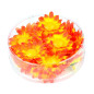 orange-yellow-dasies-20-gab-widmann-23981-1